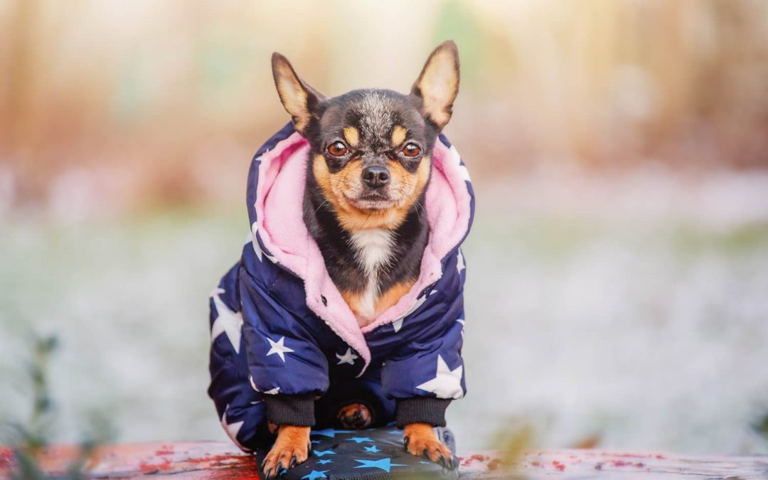 Keeping Pets Warm in Winter Months