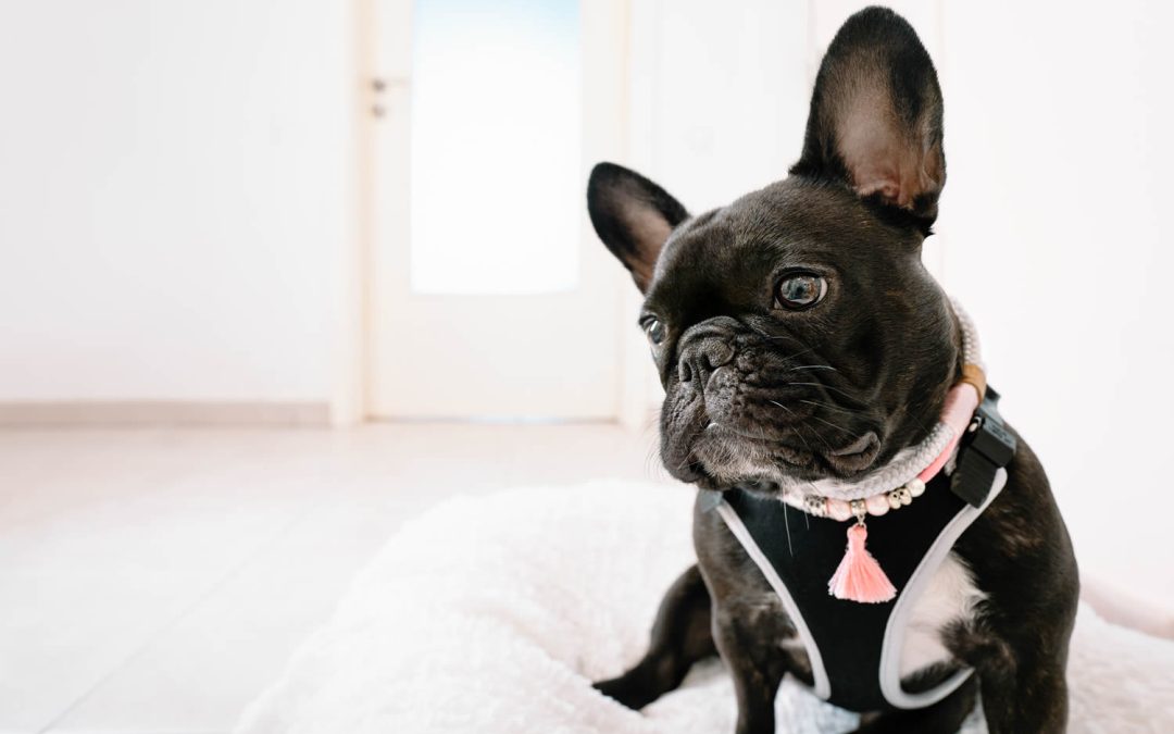 Specialized Treatments for Popular Pets from Heineke Veterinary Hospital