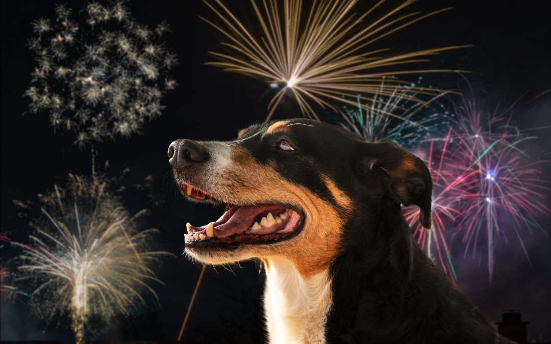 pet fireworks safety