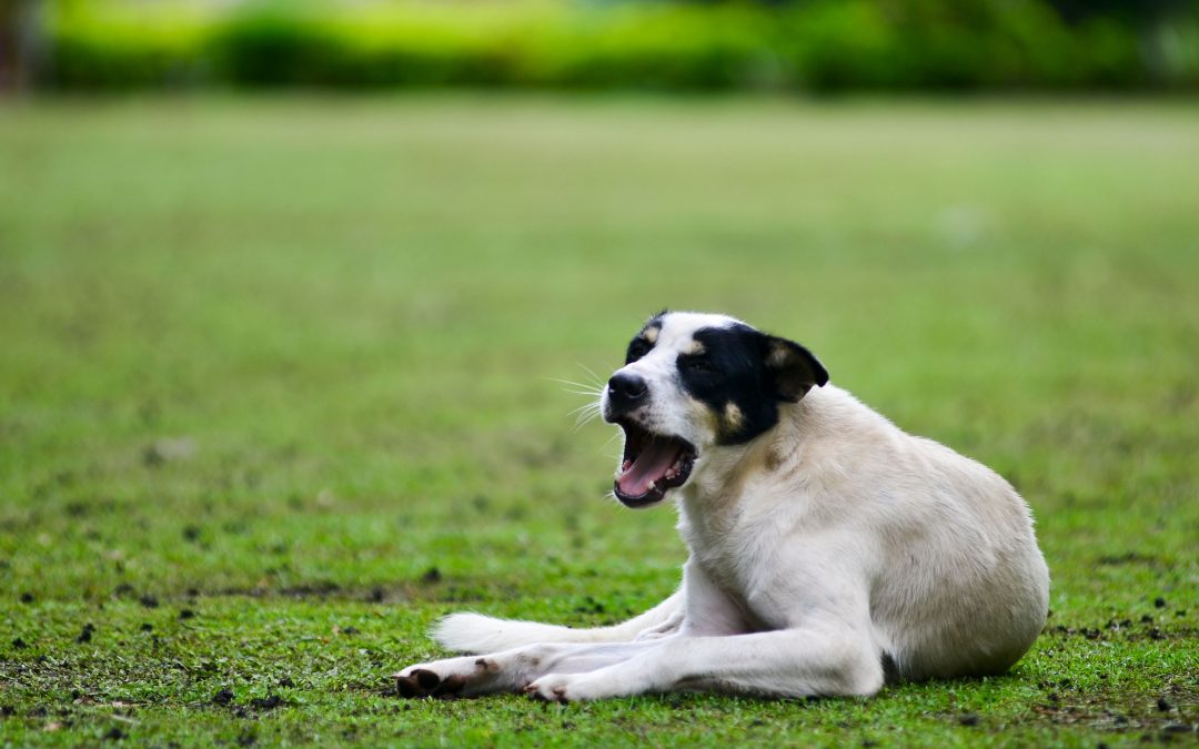 outdoor pet