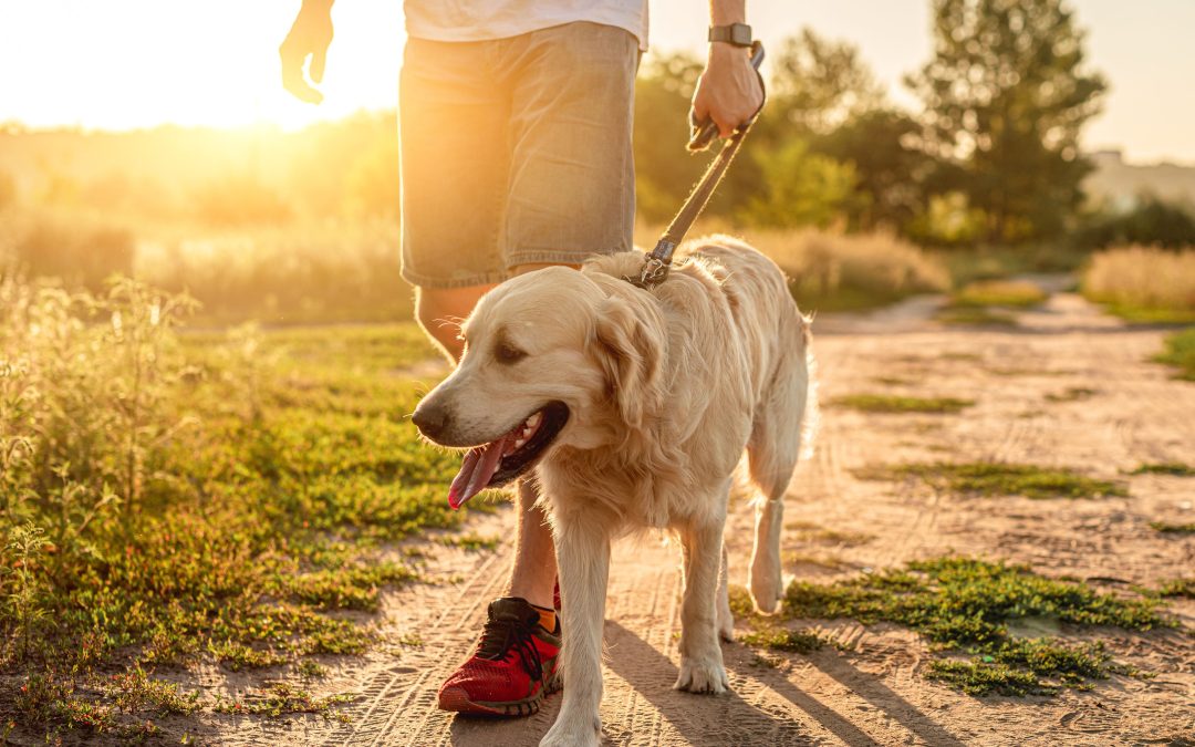 dog on leash