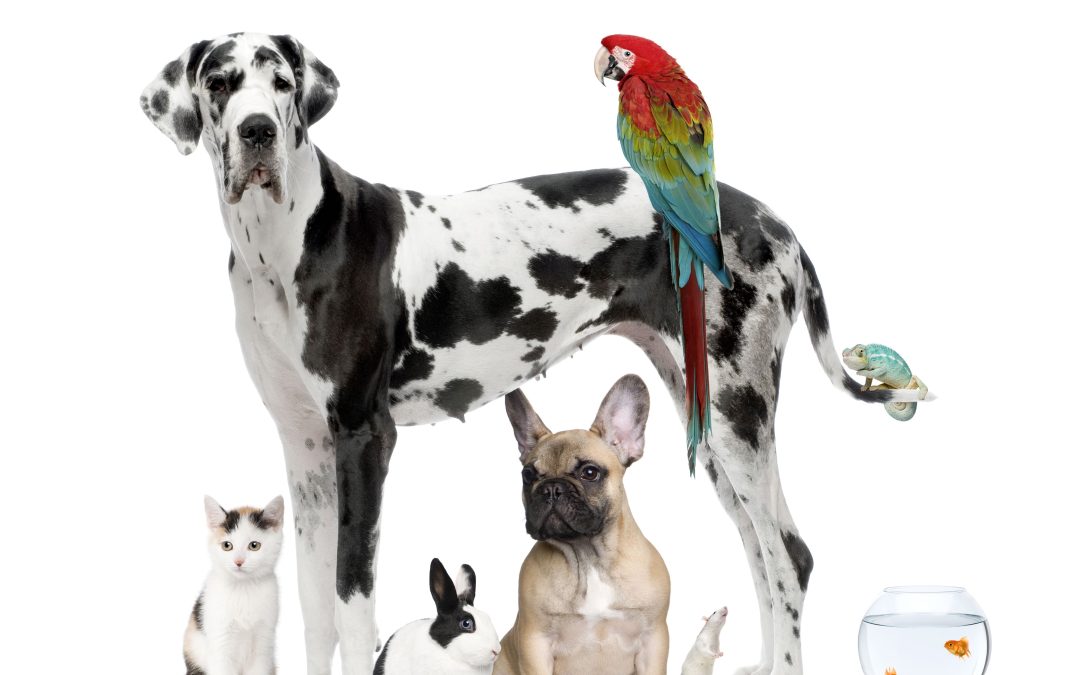 how well do you know your vet blog
