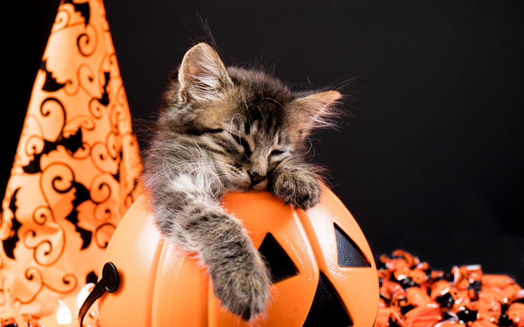 Halloween Safety for Pets blog