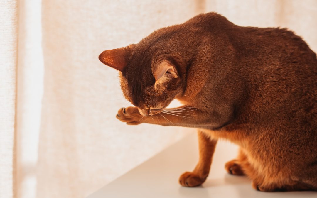 Understanding Pet Allergies and Dermatology from Heine Vet