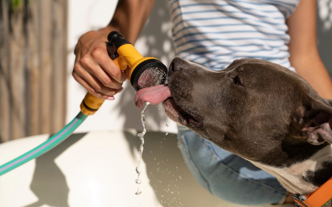 Keep Your Pet Hydrated This Summer from Heineke Vet blog post