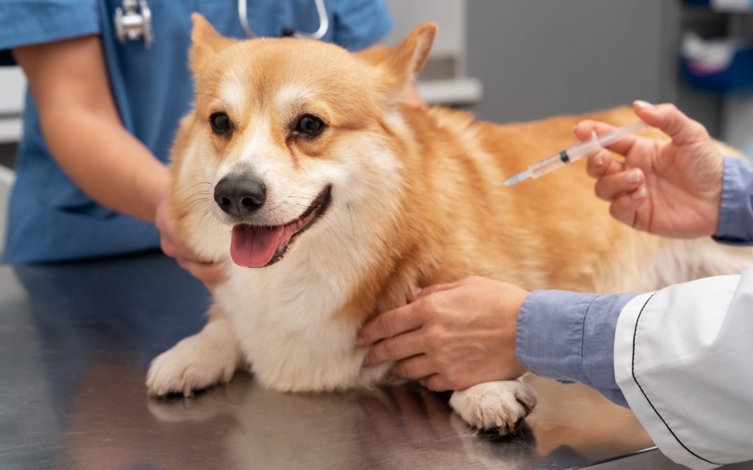 Protect Your Pet with Vaccines with Heineke Vet