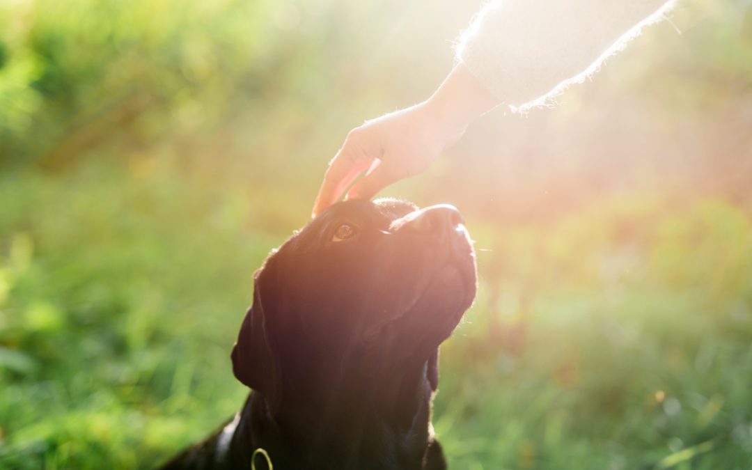 Coping with Pet Loss Heineke Vet Hospital