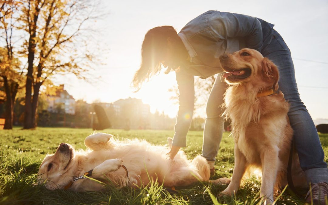 Keeping Pets Healthy Year-Round Heineke Veterinary Hospital Alexandria, KY