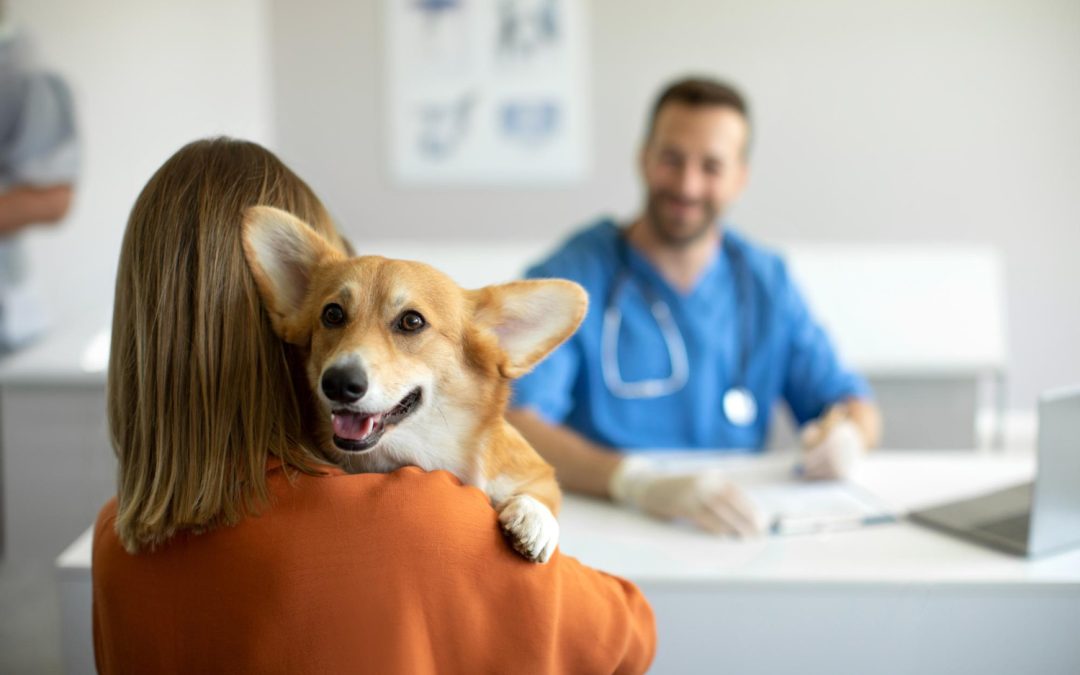How to Choose the Right Veterinarian Heineke Veterinary Hospital Alexandria, KY