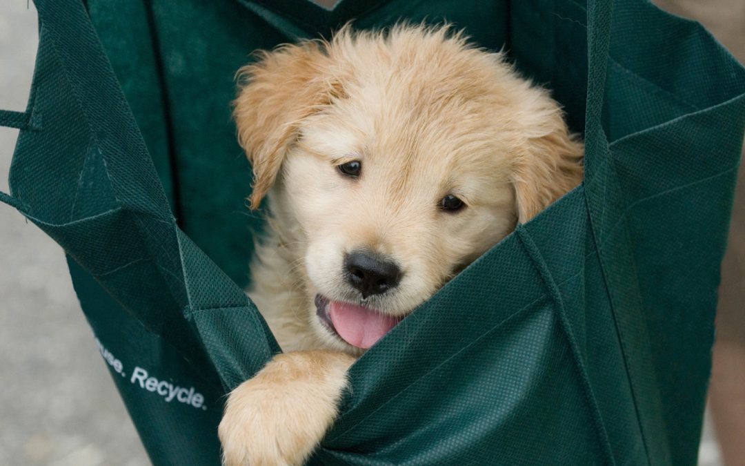 Bringing Home a New Puppy - Heineke Veterinary Hospital Alexandria, KY