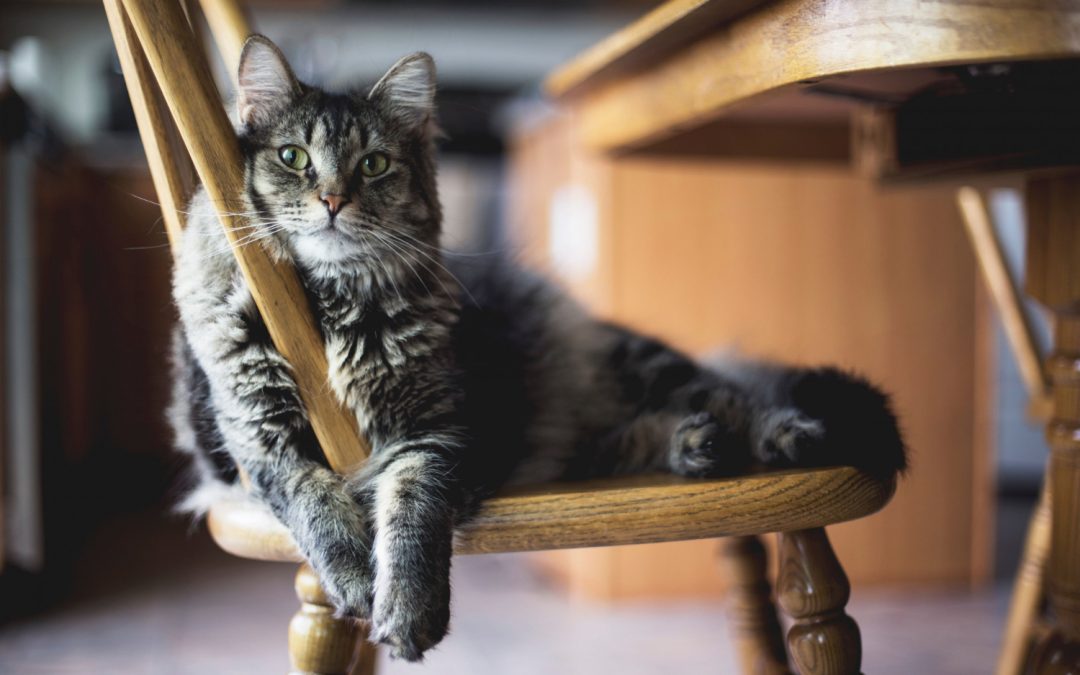 Can Indoor Cats Get Fleas? Heineke Veterinary Hospital Alexandria, KY